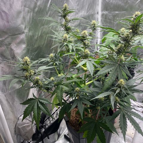 Green Crack Auto growlog timeline photo