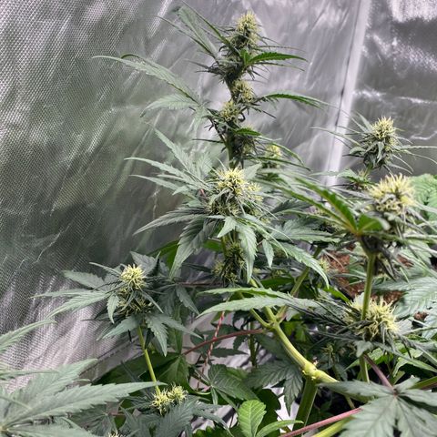 Green Crack Auto growlog timeline photo