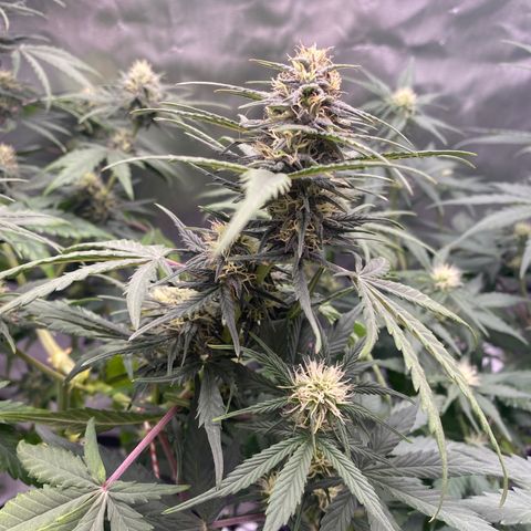 Green Crack Auto growlog timeline photo