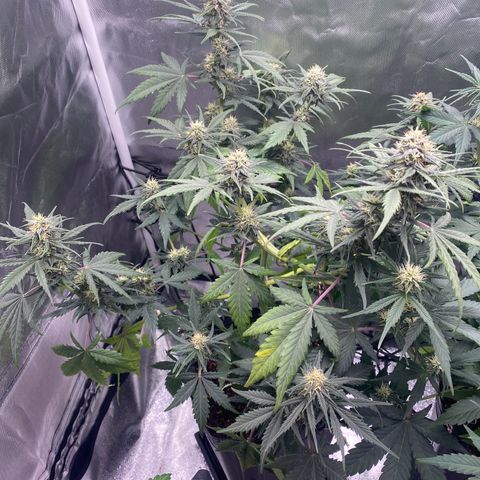 Green Crack Auto growlog timeline photo