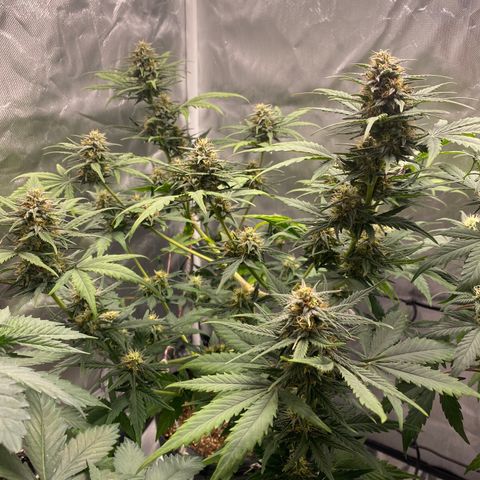 Green Crack Auto growlog timeline photo