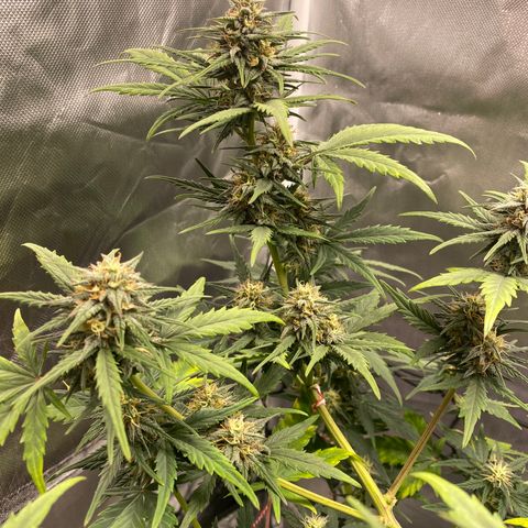 Green Crack Auto growlog timeline photo