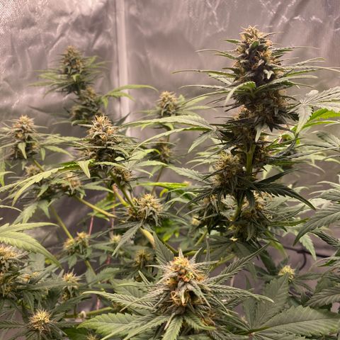 Green Crack Auto growlog timeline photo