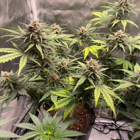 Green Crack Auto growlog timeline photo
