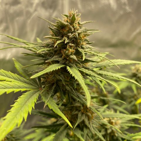 Green Crack Auto growlog timeline photo