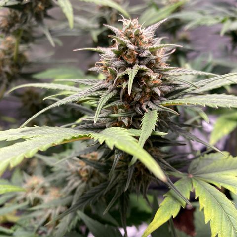 Green Crack Auto growlog timeline photo