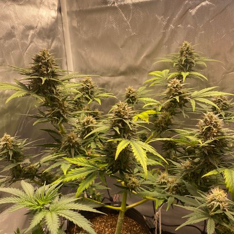 Green Crack Auto growlog timeline photo