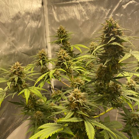 Green Crack Auto growlog timeline photo