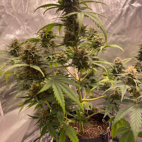 Green Crack Auto growlog timeline photo