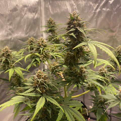 Green Crack Auto growlog timeline photo