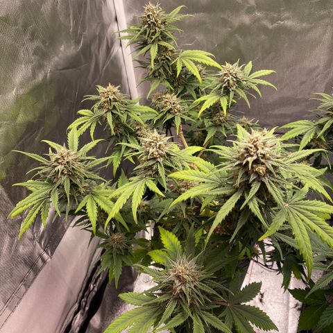 Green Crack Auto growlog timeline photo