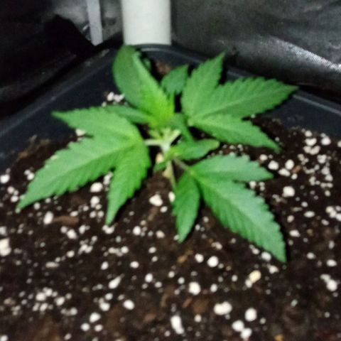 Gorilla Cookies Auto growlog timeline photo