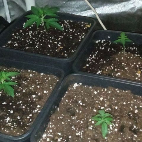 Gorilla Cookies Auto growlog timeline photo