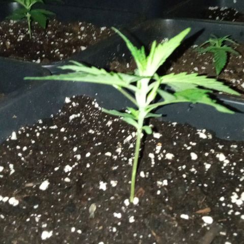 Gorilla Cookies Auto growlog timeline photo