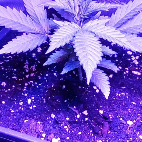 Gorilla Cookies Auto growlog photo: Procede tutto bene unica nota avendo messo il gif più profondità la pianta risulta un pochettino più bassa però la struttura e buona le foglie sono sane e cresce bene