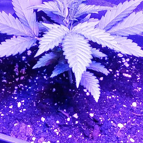 Gorilla Cookies Auto growlog photo: Procede tutto bene unica nota avendo messo il gif più profondità la pianta risulta un pochettino più bassa però la struttura e buona le foglie sono sane e cresce bene