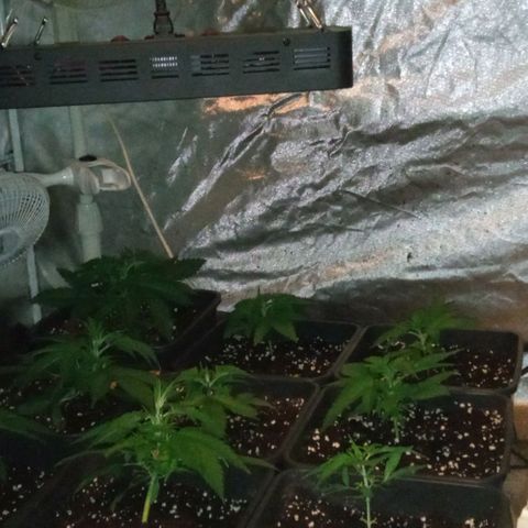 Gorilla Cookies Auto growlog timeline photo