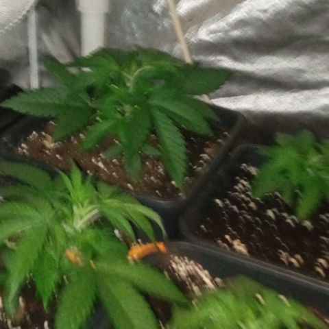 Gorilla Cookies Auto growlog timeline photo