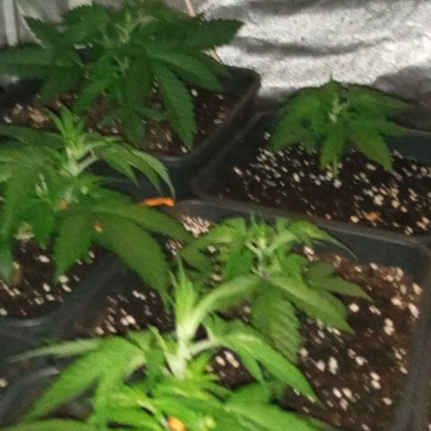 Gorilla Cookies Auto growlog timeline photo