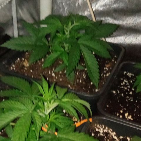 Gorilla Cookies Auto growlog timeline photo