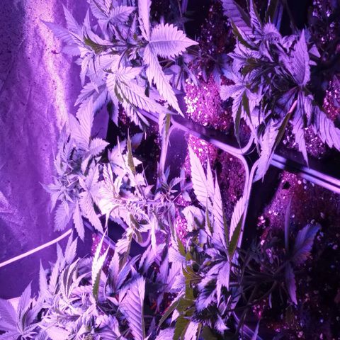 Gorilla Cookies Auto growlog timeline photo