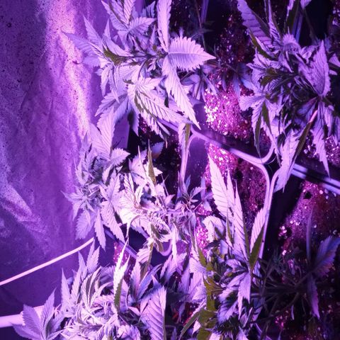 Gorilla Cookies Auto growlog timeline photo