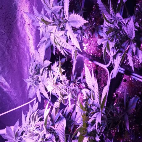 Gorilla Cookies Auto growlog timeline photo