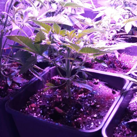 Gorilla Cookies Auto growlog timeline photo