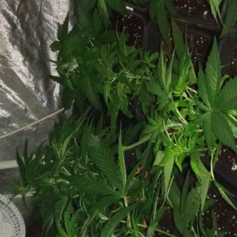 Gorilla Cookies Auto growlog timeline photo