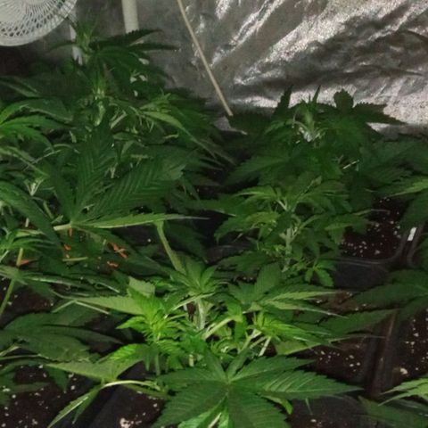 Gorilla Cookies Auto growlog timeline photo