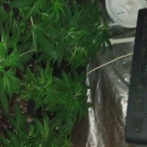 Gorilla Cookies Auto growlog timeline photo