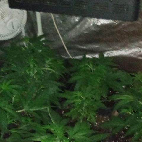 Gorilla Cookies Auto growlog timeline photo