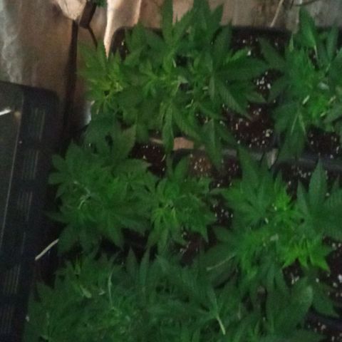 Gorilla Cookies Auto growlog timeline photo