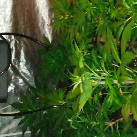 Gorilla Cookies Auto growlog timeline photo