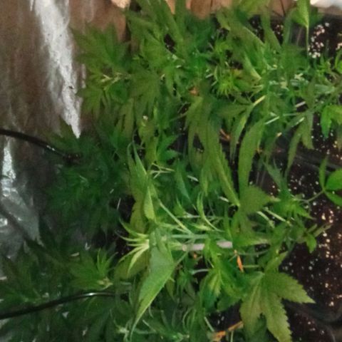 Gorilla Cookies Auto growlog timeline photo