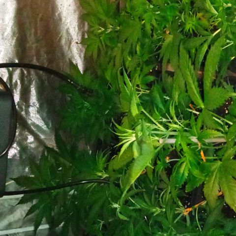 Gorilla Cookies Auto growlog timeline photo