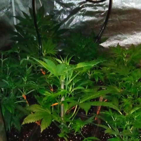 Gorilla Cookies Auto growlog timeline photo