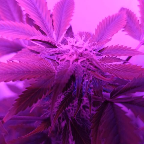 Juanita y María  growlog timeline photo