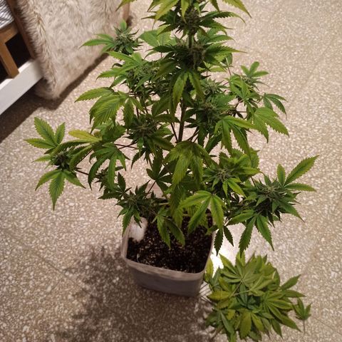 Juanita y María  growlog timeline photo