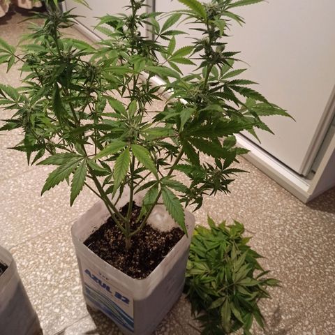 Juanita y María  growlog timeline photo