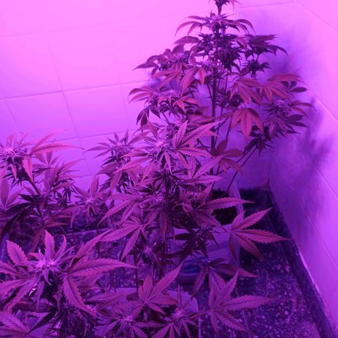 Juanita y María  growlog timeline photo
