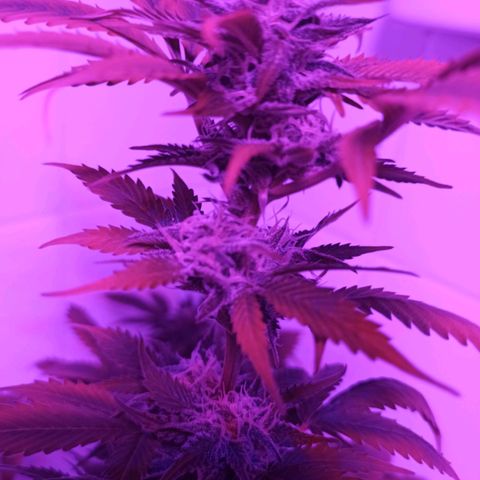 Juanita y María  growlog timeline photo