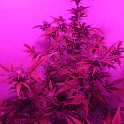 Juanita y María  growlog timeline photo