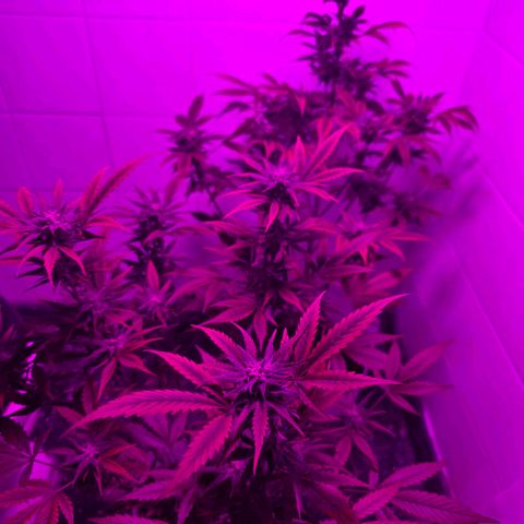Juanita y María  growlog timeline photo