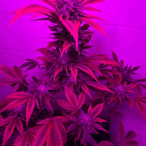 Juanita y María  growlog timeline photo