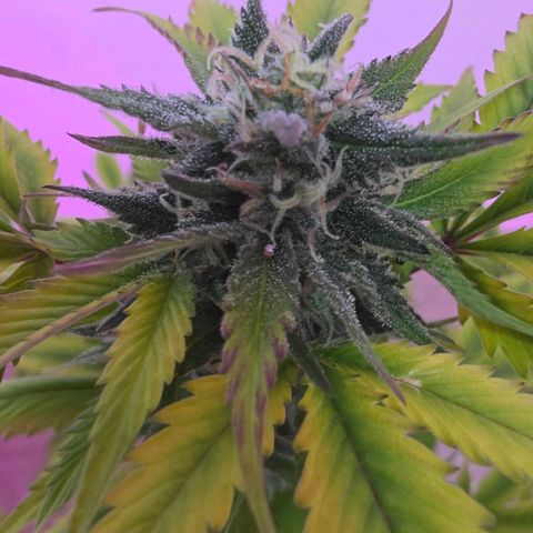 Juanita y María  growlog timeline photo