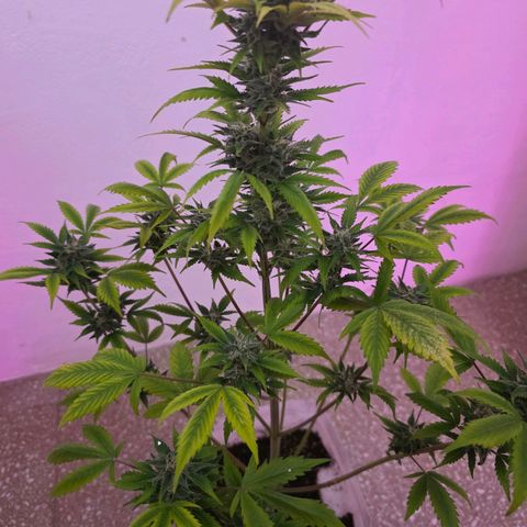 Juanita y María  growlog timeline photo