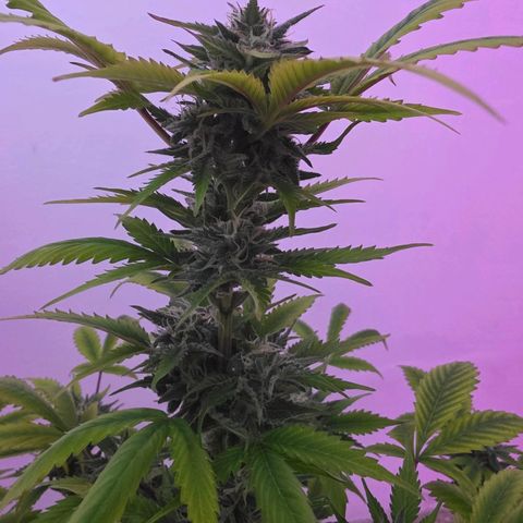 Juanita y María  growlog timeline photo