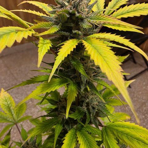 Juanita y María  growlog timeline photo