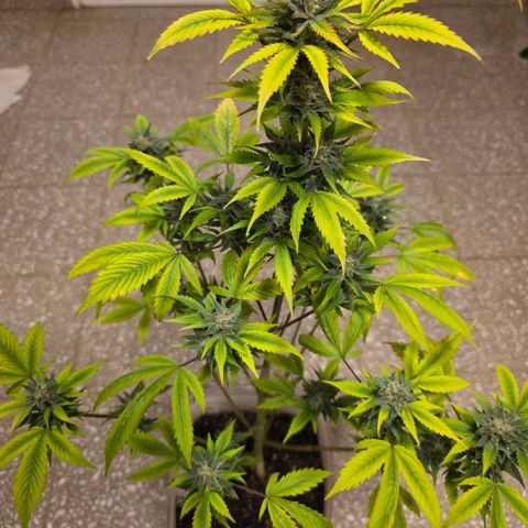 Juanita y María  growlog timeline photo